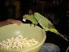 chowin