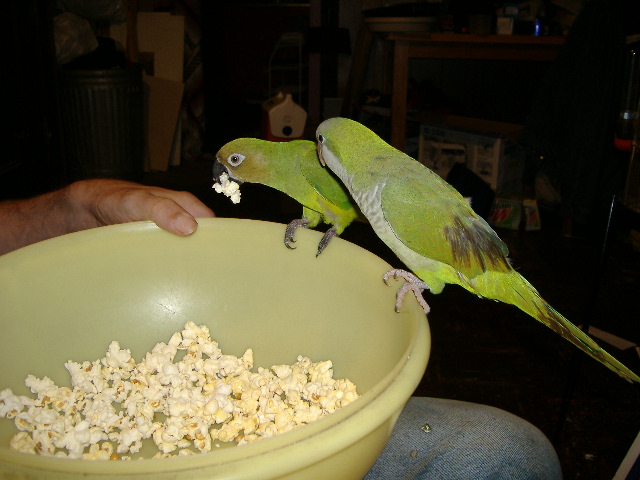 chowin