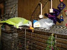 sharing