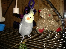 Pico hammin it up for the cam
