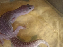 my gecko