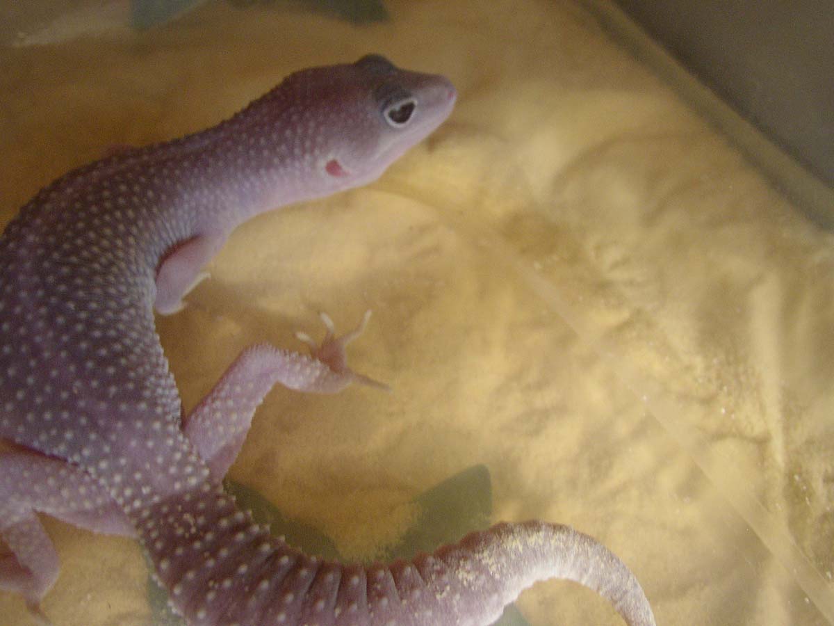my gecko