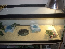 my new new viv