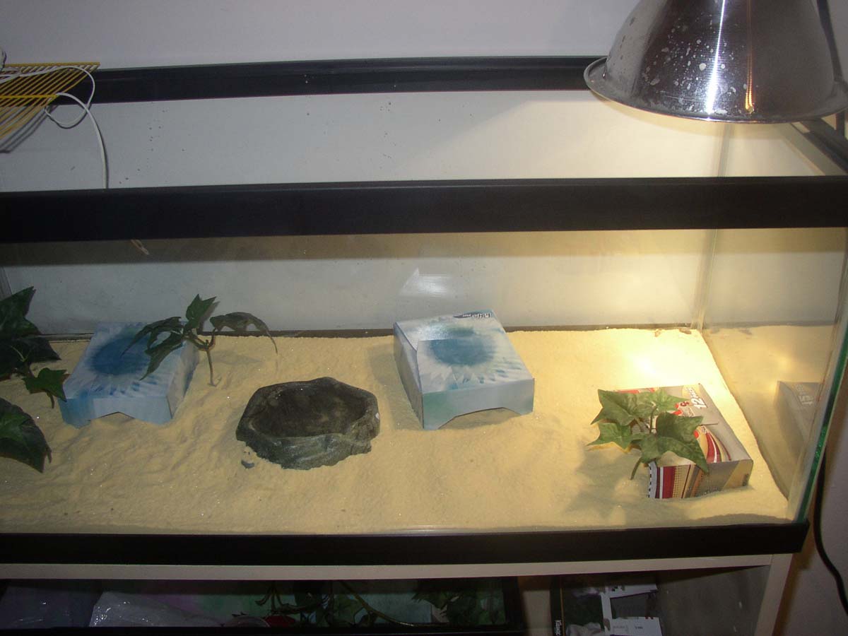 my new new viv
