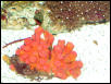 Saltwater - Austin Aquariums
