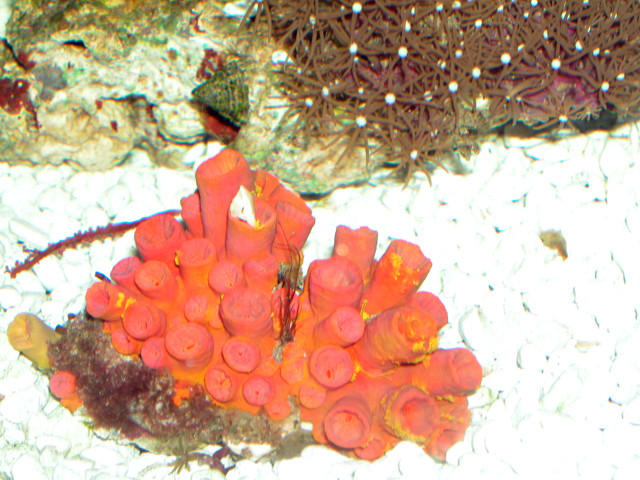 Saltwater - Austin Aquariums
