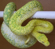 Cicle