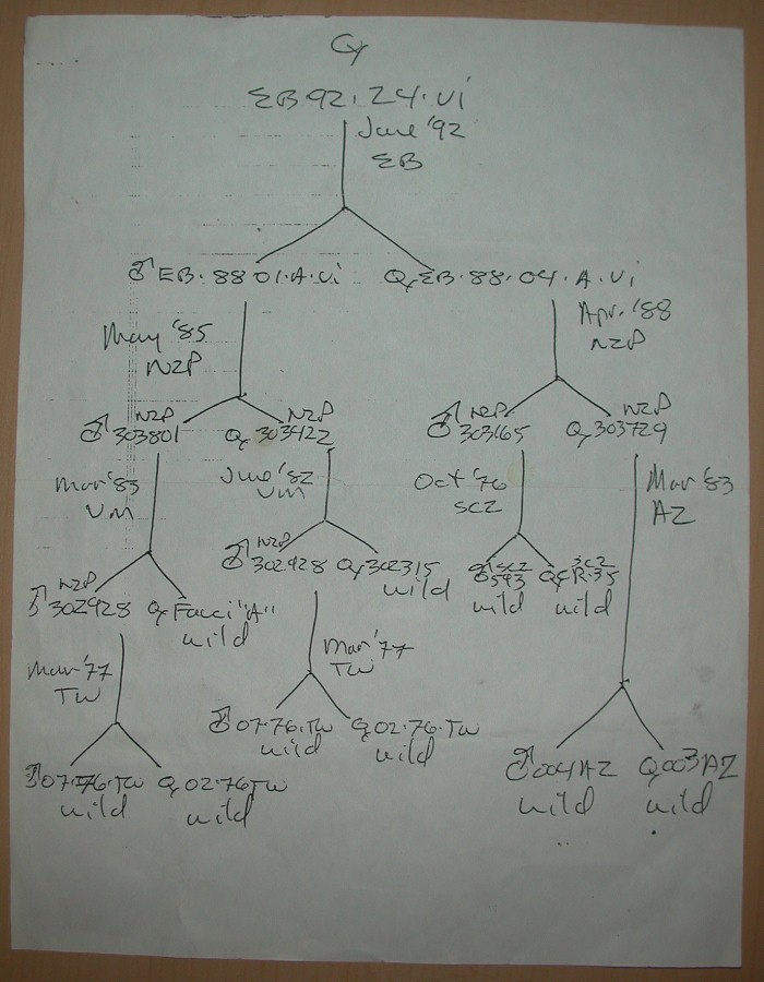 pedigree