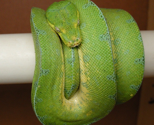 Central Irian Jaya female