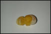 non viable green tree python egg