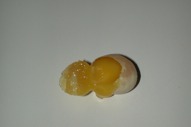 non viable green tree python egg