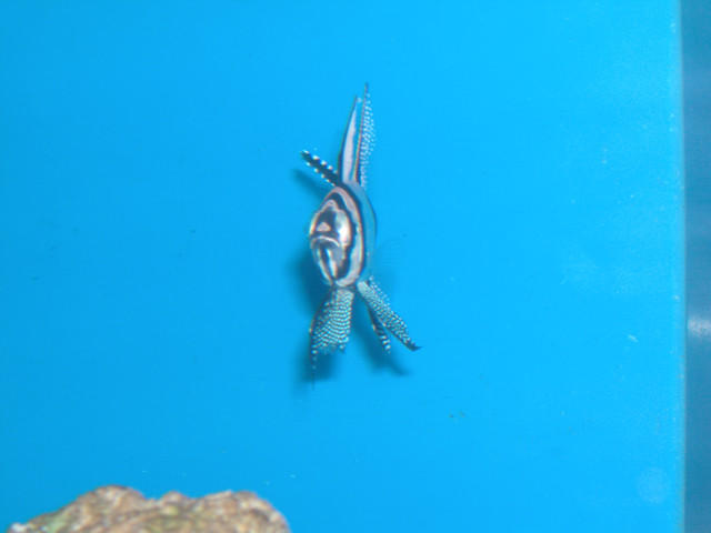 Saltwater - Austin Aquariums