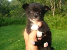 Tcup Cubby