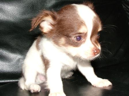 Tcup Kahlua