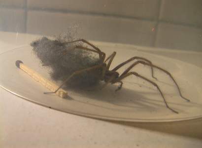 can anyone recognize this spider?