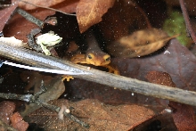 California Newt