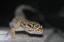 Mr. Gecko