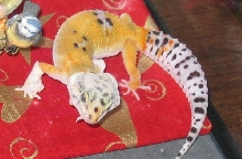 another pic of my first leo