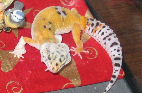 another pic of my first leo