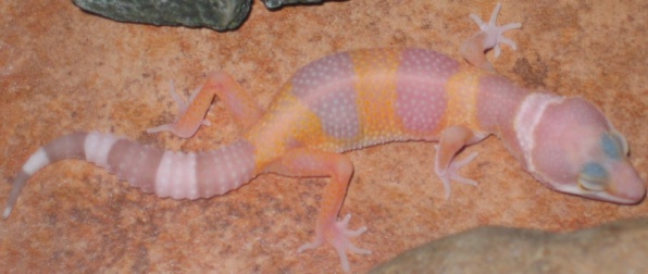 kiki or soleil, April 2007
