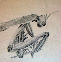 mantid drawing