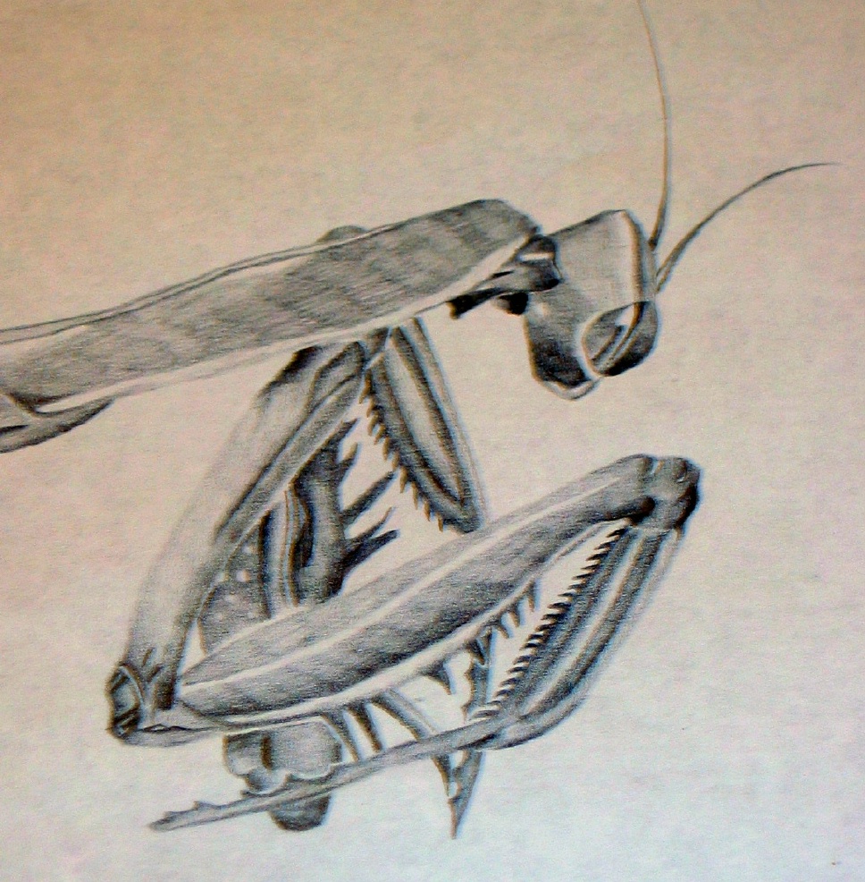 mantid drawing