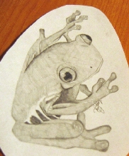 pencil drawing of red-eyed tree frog