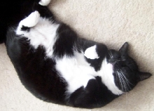 Roly Poly Kitty!