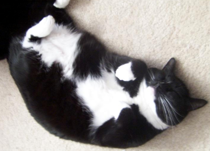 Roly Poly Kitty!