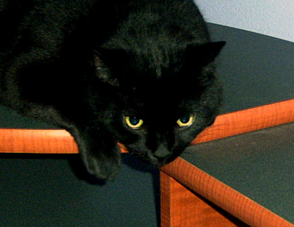 Handsome Onyx