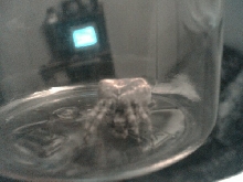 Is this a crab spider???