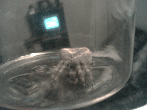 Is this a crab spider???