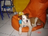 Buddy