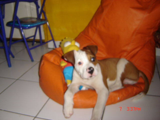 Buddy