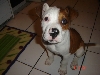 Buddy
