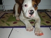 Buddy