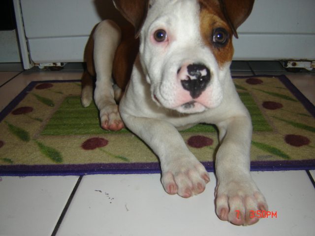 Buddy