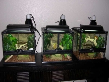 3 cages