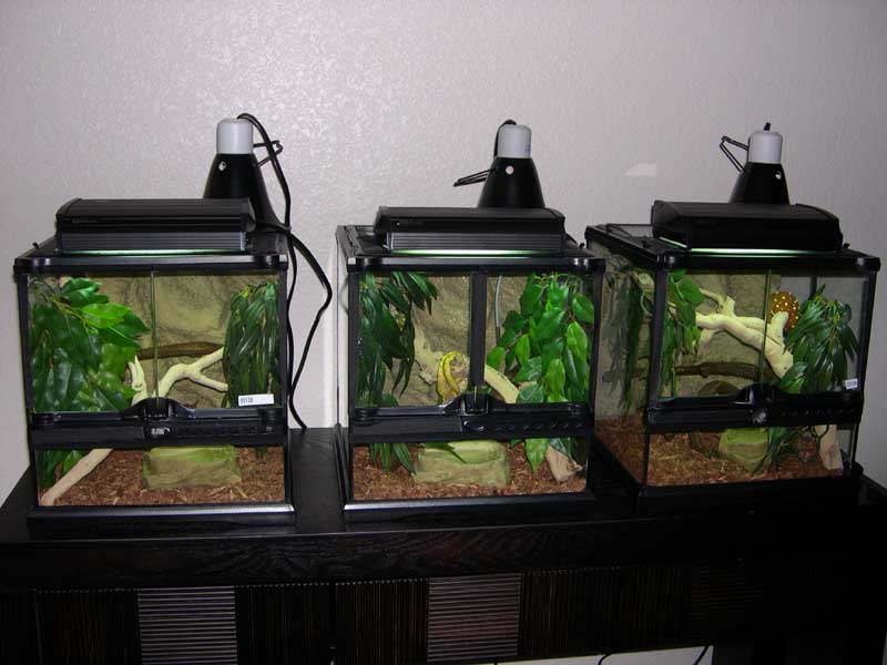 3 cages
