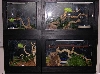 4 cages