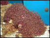 Saltwater - Austin Aquariums
