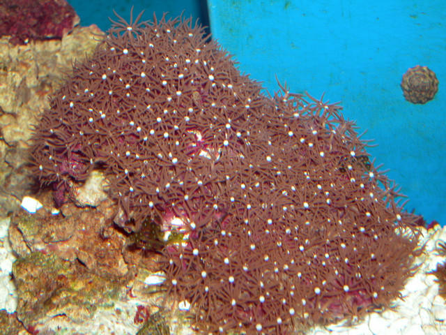 Saltwater - Austin Aquariums