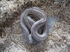 female striped corn