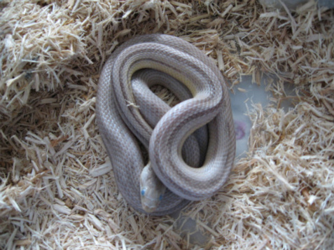 female striped corn