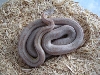 male striped corn
