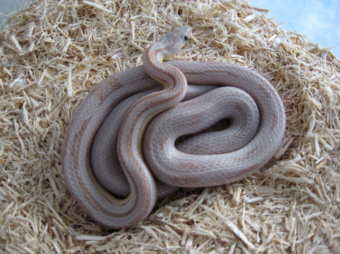 male striped corn
