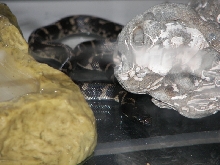 What kind of snake is this?