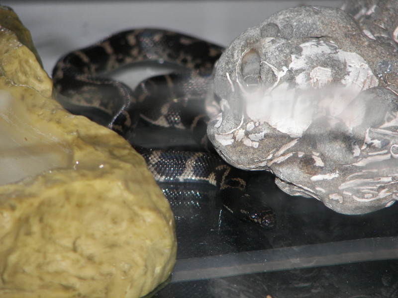 What kind of snake is this?