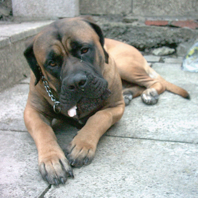Hannibal with a bone