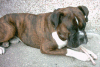 Ralphie with a bone